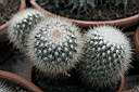 MAMMILLARIA SP_C001.jpg